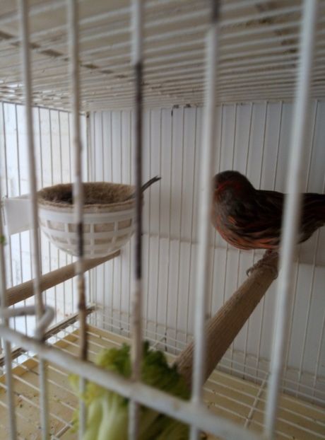  - 00 Canari de culoare