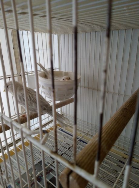  - 00 Canari de culoare