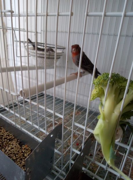  - 00 Canari de culoare