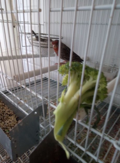  - 00 Canari de culoare