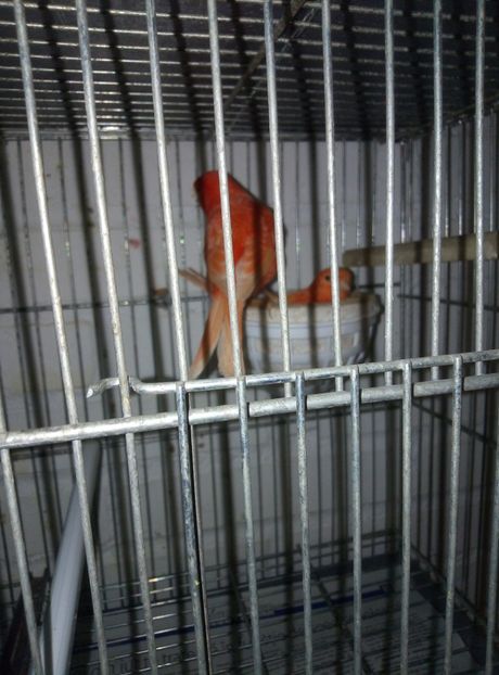  - 00 Canari de culoare