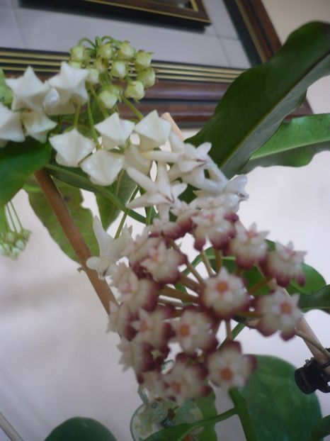 P1410624 - HOYA 2019