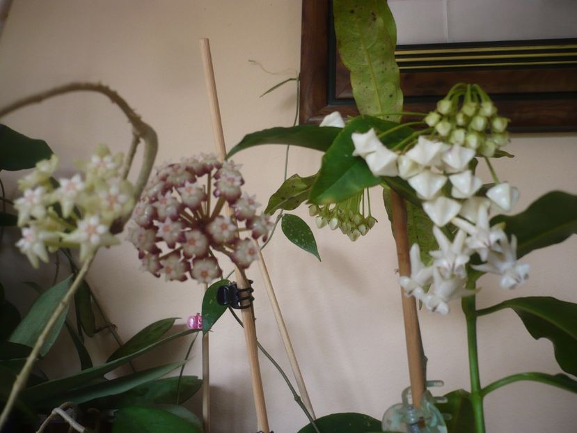 P1410632 - HOYA 2019