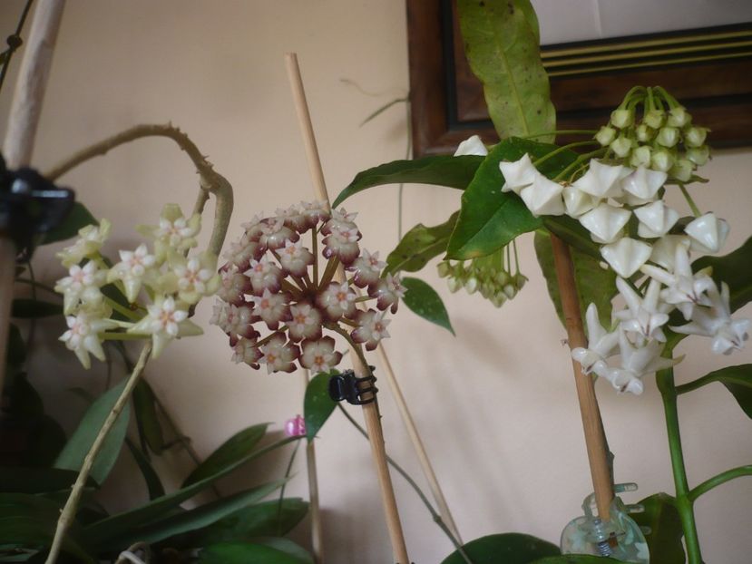 P1410633 - HOYA 2019