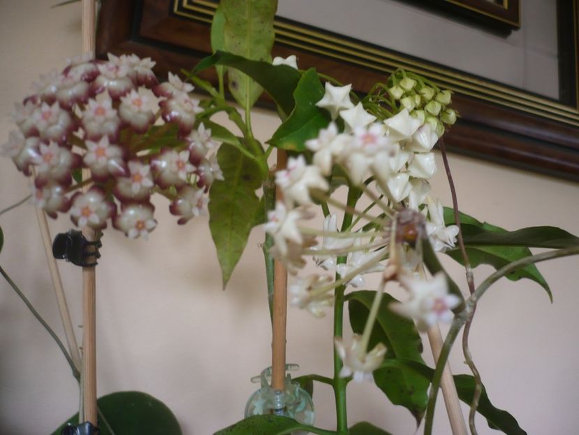 P1410634 - HOYA 2019