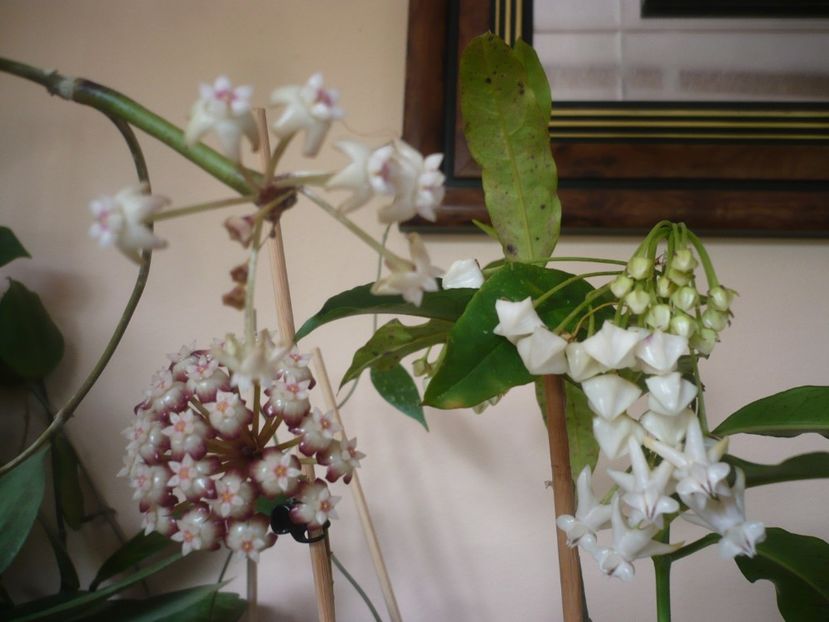 P1410635 - HOYA 2019