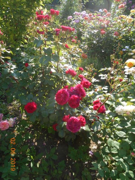  - Red Leonardo Da Vinci