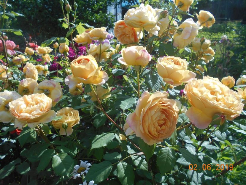  - Golden Celebration