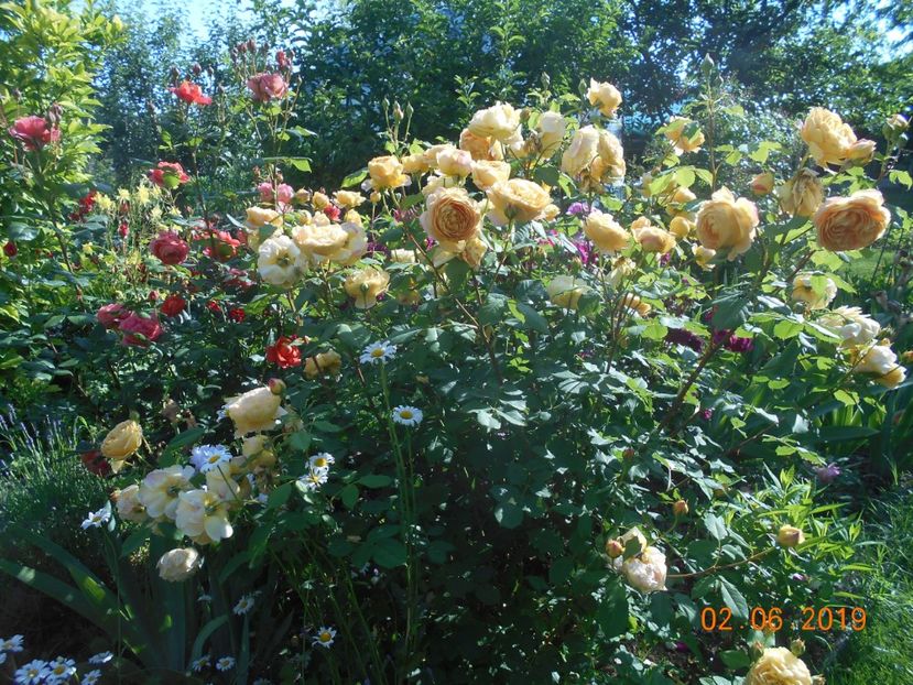  - Golden Celebration