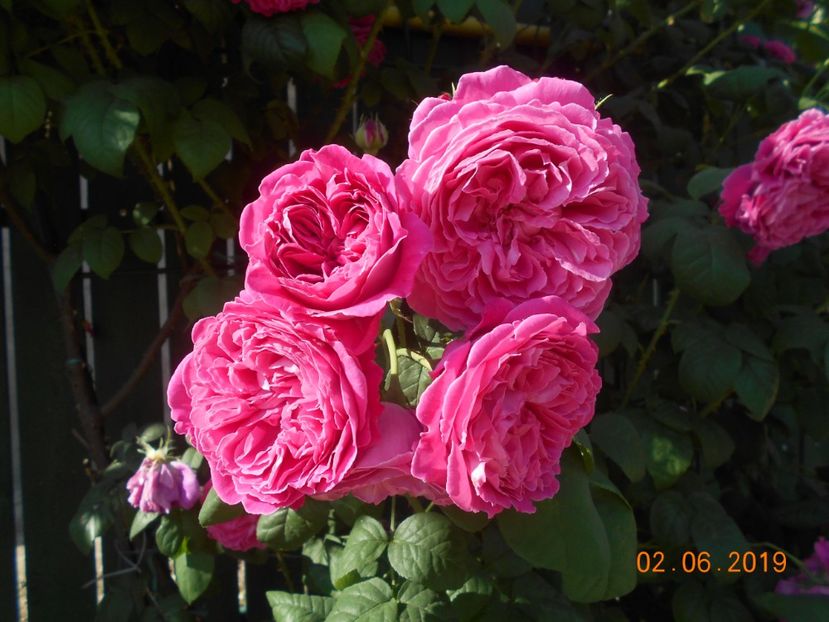  - Madame Isaac Pereire