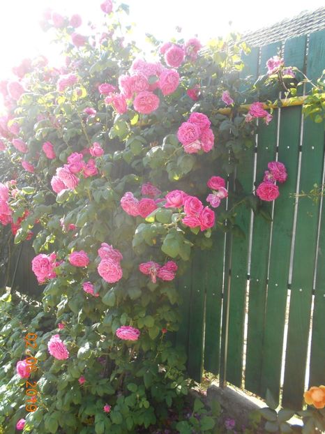  - Madame Isaac Pereire