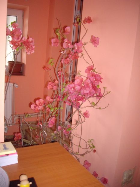 IMGP1730 - Flori si trandafiri 2019 -1