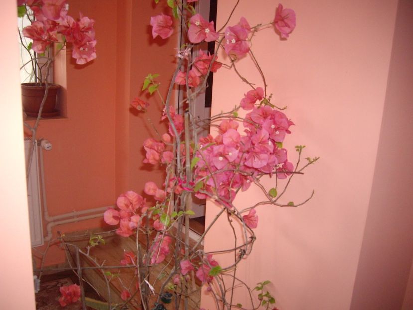 IMGP1731 - Flori si trandafiri 2019 -1
