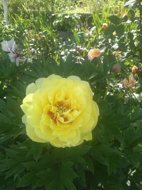 Bartzella - Bujori 2019