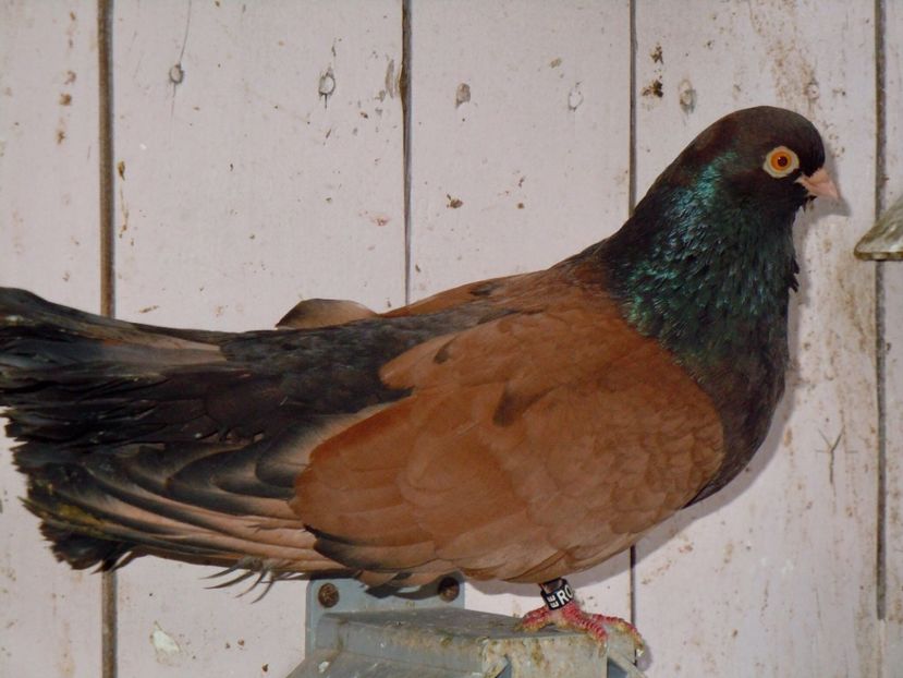 Pe Vechi - FENOTIPURI DE ORBETENI