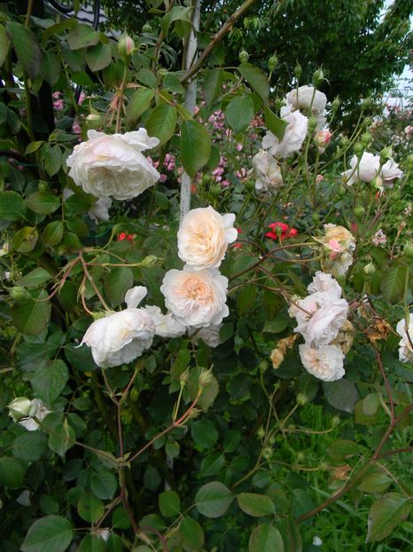 Albrighton rambler - Trandafiri urcatori 2019