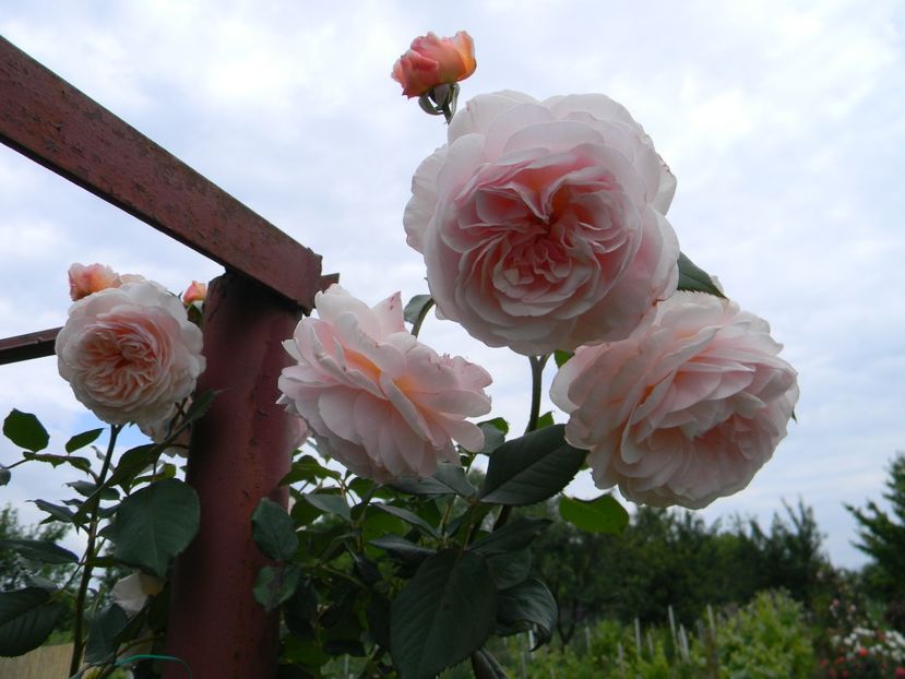 A Shropshire lad - Trandafiri urcatori 2019