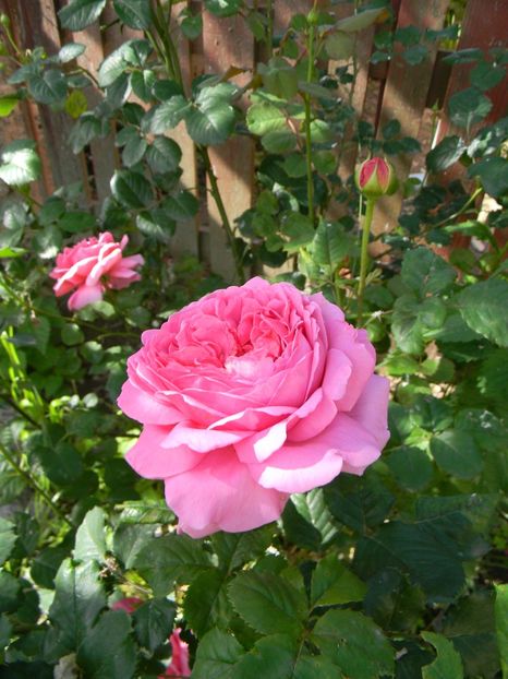 Princess Al of k - Trandafiri 2019