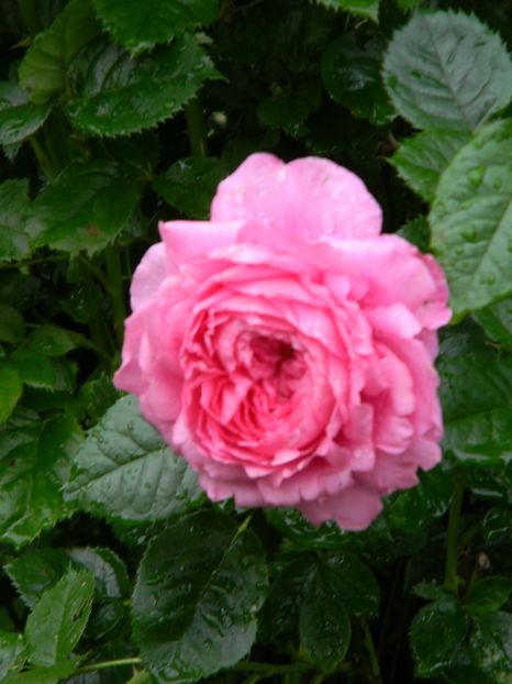 Chantal Merieux - Trandafiri 2019