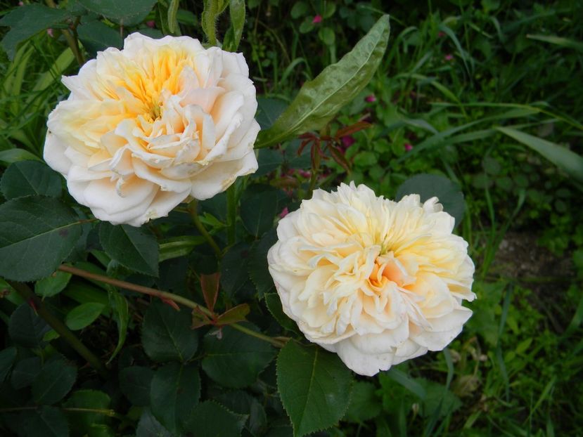 English garden - Trandafiri 2019