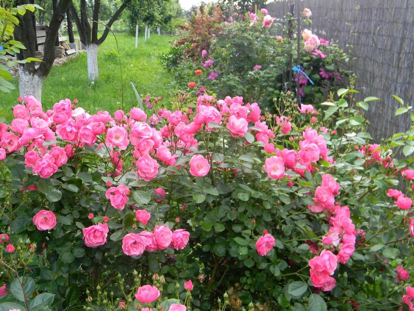 Angela - Trandafiri 2019