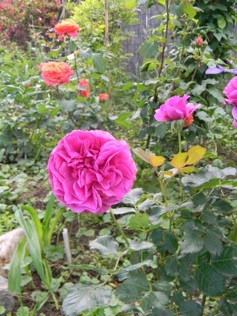 Scented air <3 - Trandafiri 2019