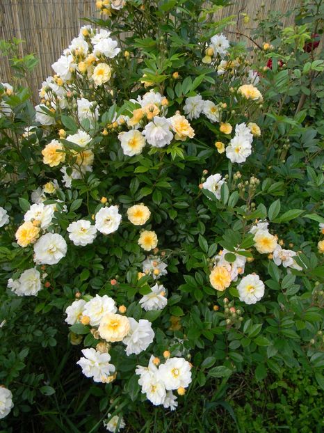 Ghislaine de Feligonde - Trandafiri 2019