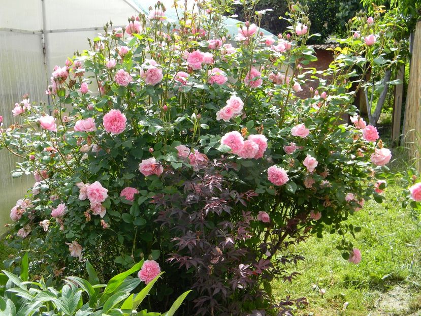 Cottage rose - Trandafiri 2019