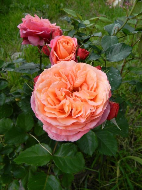 Mary Ann - Trandafiri 2019