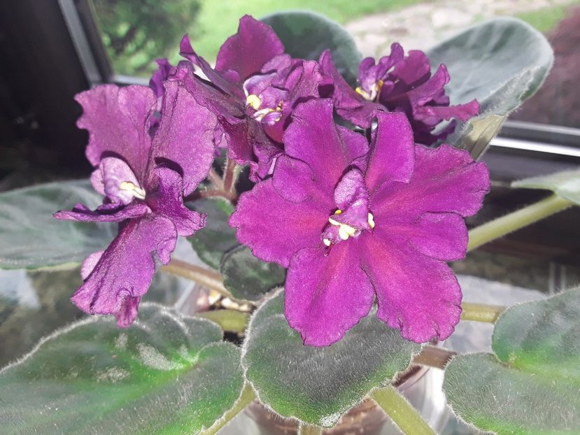  - Rebel s Flaming Star