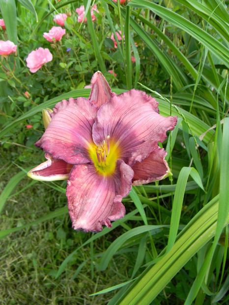 Lavender blue baby - Hemerocallis 2019