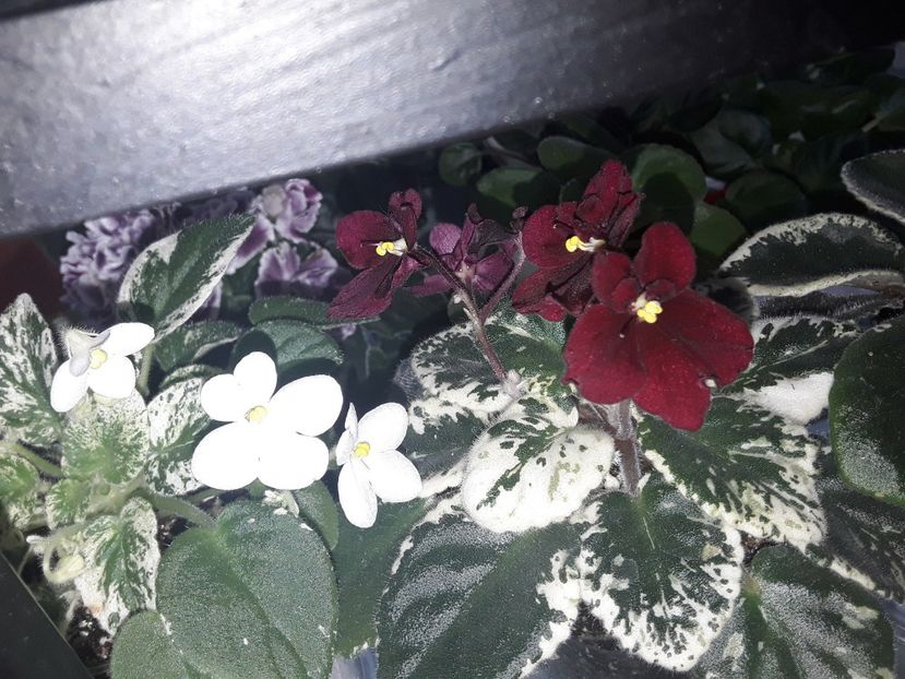 Alan s Fallen Angels     Mac s Scarlet O Hara - Violete de colecție cand nu poti sa te oprești 2018aprilie