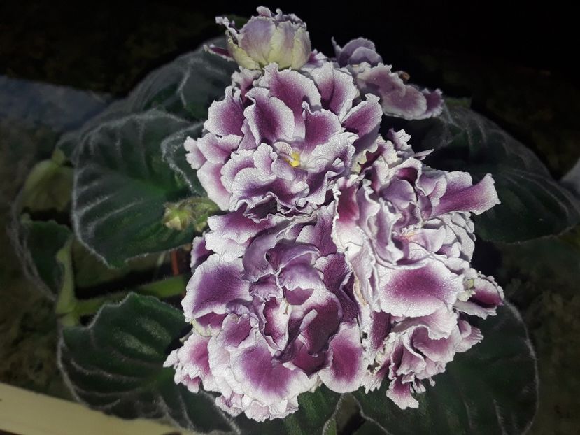 RS Duchess - Violete de colecție cand nu poti sa te oprești 2018aprilie