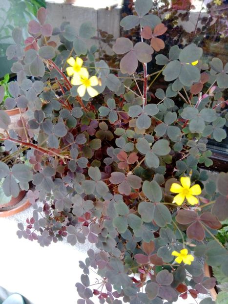  - Oxalis 2019