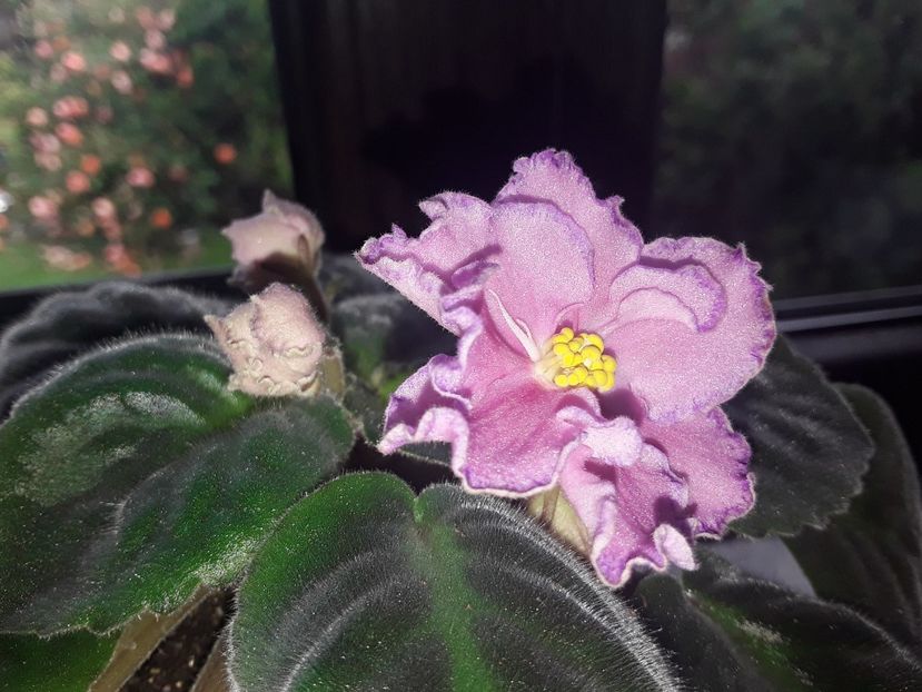  - AA Violetbarn