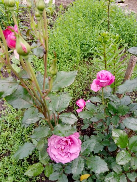 2 iunie - Trandafiri 2019