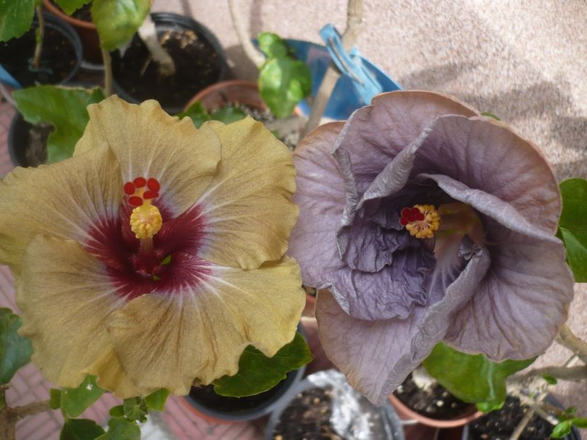 02.06.2019 - HIBISCUSI 2019-1