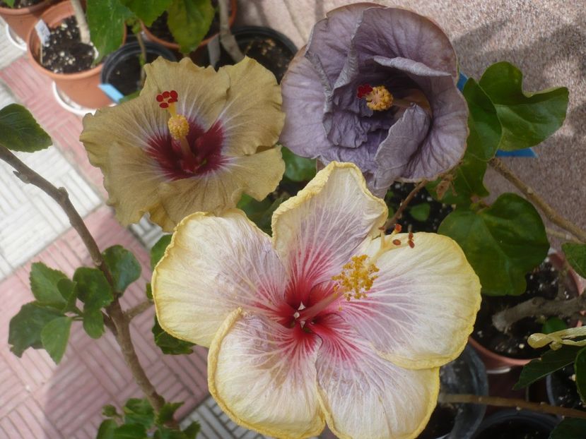 P1410638 - HIBISCUSI 2019-1