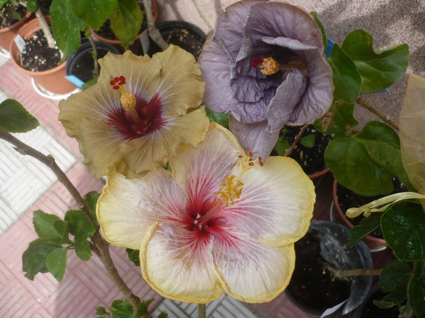 P1410639 - HIBISCUSI 2019-1