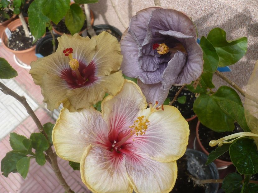 P1410640 - HIBISCUSI 2019-1