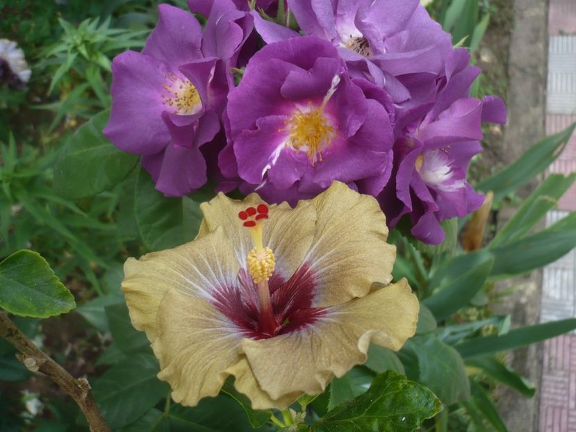 P1410641 - HIBISCUSI 2019-1