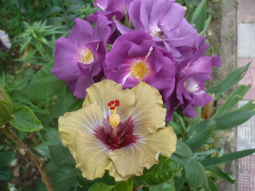 P1410642 - HIBISCUSI 2019-1