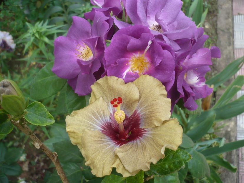 P1410643 - HIBISCUSI 2019-1