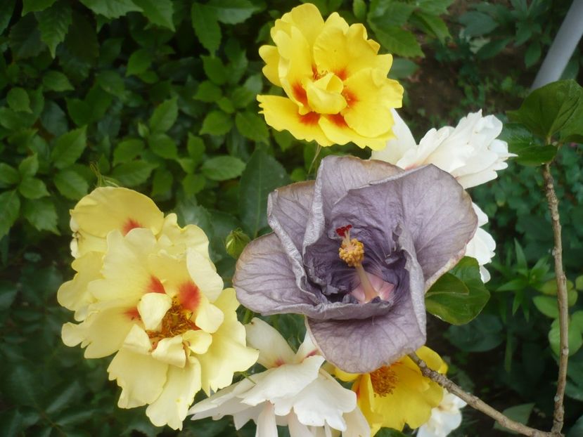 P1410645 - HIBISCUSI 2019-1