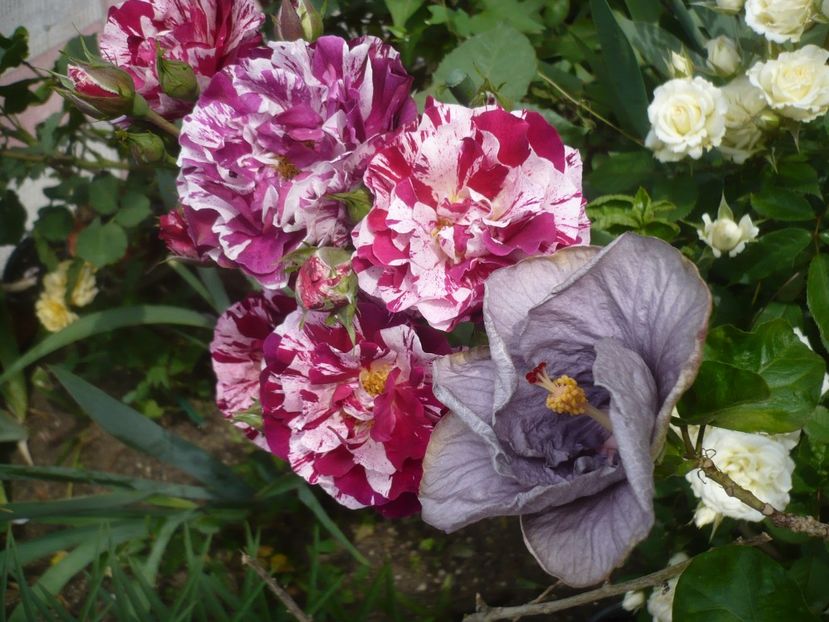 P1410647 - HIBISCUSI 2019-1