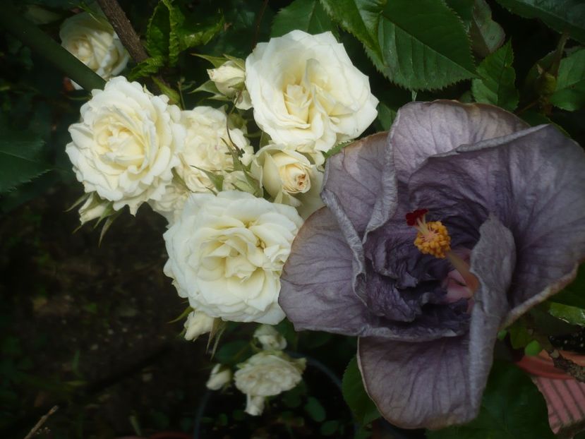 P1410646 - HIBISCUSI 2019-1