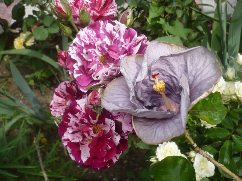 P1410648 - HIBISCUSI 2019-1