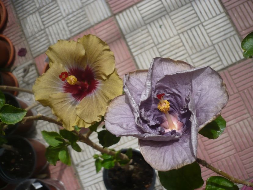 P1410649 - HIBISCUSI 2019-1