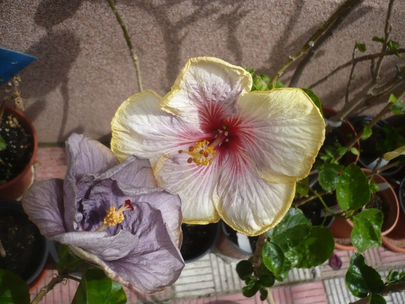 P1410650 - HIBISCUSI 2019-1