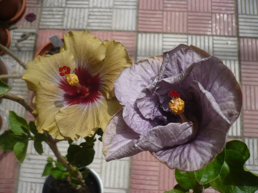 P1410651 - HIBISCUSI 2019-1